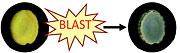 Blast exposure disrupts the nanostructure of the blast injury dosimeter, resulting in clear changes in color. The color changes may be calibrated to denote the severity of blast exposure in relation to thresholds for blast-related traumatic brain injury.